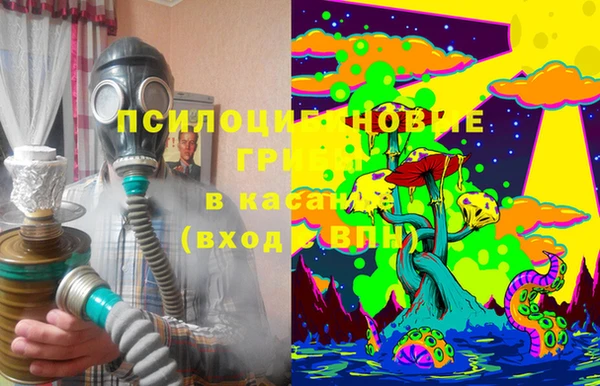 прущие грибы Аркадак